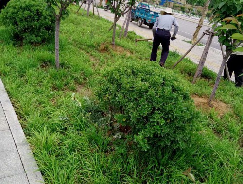 博鱼中国官网：宝山绿化有限公司石牌苗圃