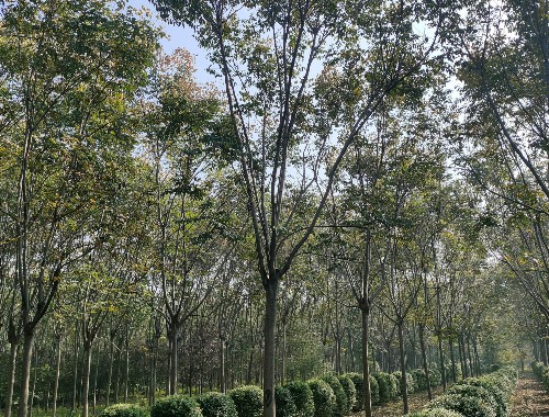 博鱼官方网站：亳州市政道路绿化树苗种类大全