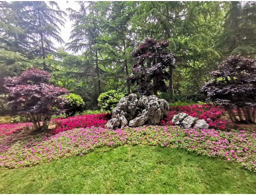 博鱼中国官网：峨眉山城市绿化常用的植物和花