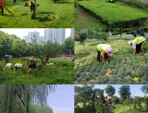 博鱼中国官网：婴儿被埋在城市绿化树下